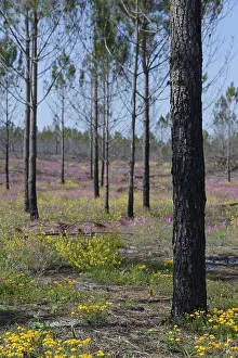 Former forest fire area, near Nazare