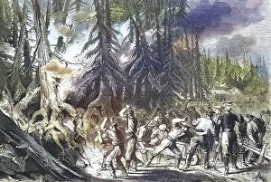 Forest Fire, Fire of a Fir Forest near St
