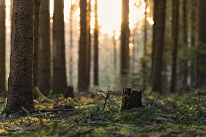 Forest floor in the Black Forest