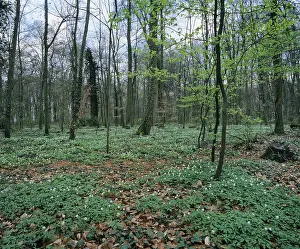 Forest floor covered with Wood Anemones or Windflowers (Anemone nemorosa)
