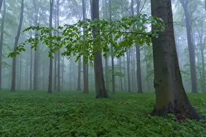 Forest floor with trees in the misty background