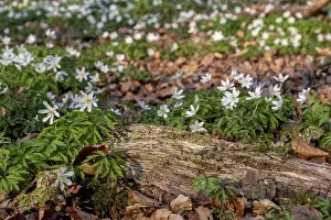 Forest floor with wood anemone