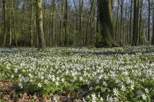 Forest floor with wood anemone