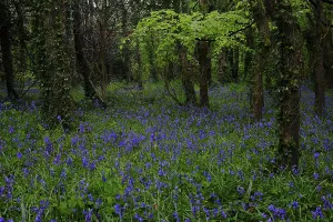 Forest with flowering Common bluebells (Hyacinthoides non-scripta)