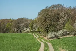 Forest with flowering trees at green field in springtime in Ystad municipality