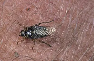 Forest Fly (Hippobosca equina)