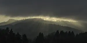 Forest with fog in backlight, Kaumberg