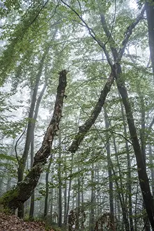 Forest, foggy weather. Broken tree