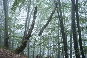 Forest, foggy weather. Broken tree