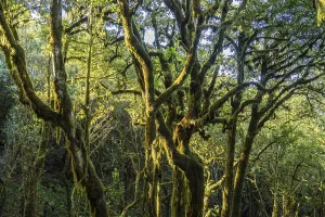 Forest in Garajonay National Park