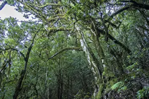 Forest in Garajonay National Park