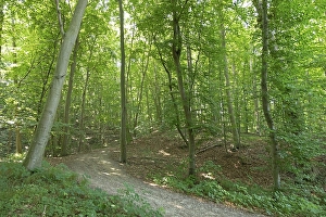 Forest, Goehren, Ruegen Island