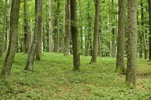 Forest with green trees and lush foliage typical of a woodland environment