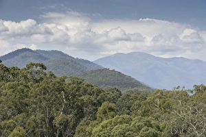 Forest habitat of gum tree bark (Eucalyptus delegatensis)