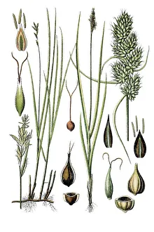 Forest hair sedge (Carex brizoides)