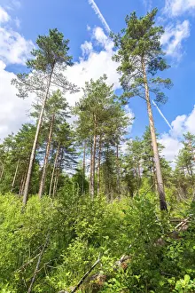 Forest with high pine trees in a beautiful summer sunny day against the blue sky and clouds