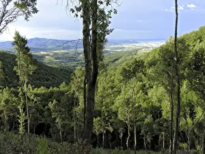 Forest, hills of the Alta Maremma near Roccastrada and plain of the Maremma