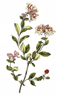 Forest honeysuckle (Lonicera), medicinal plant