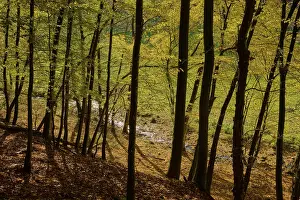 Category Forests Prints: Forest, hornbeams, stream, autumn leaves