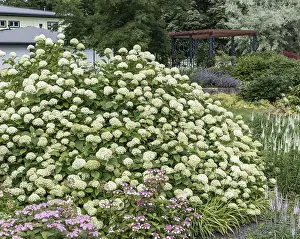 Forest hydrangea (Hydrangea arborescens Grandiflora')