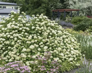 Forest hydrangea (Hydrangea arborescens Grandiflora')