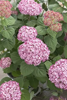 Forest Hydrangea (Hydrangea arborescens INCREDIBALL BLUSH)