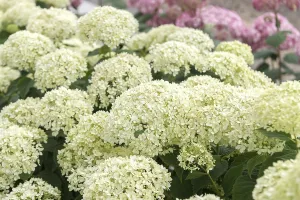 Forest Hydrangea (Hydrangea arborescens INVINCIBELLE LIMETTA)