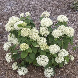 Forest Hydrangea (Hydrangea arborescens INVINCIBELLE LIMETTA)