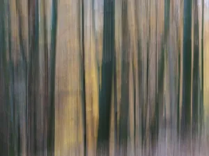 Forest, Impressionistic, Moved