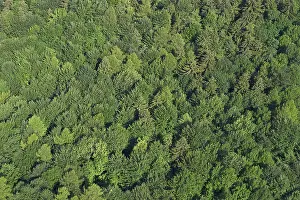 Forest in Kamniska Bistrica - Slovenia