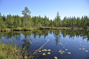 Forest lake, Boertnan, Ljungdalen