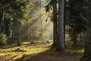 Forest landscape in the Allgaeu in autumn