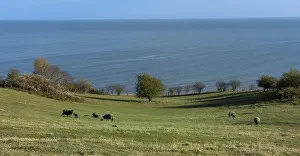 Forest and landscape on the coast of Ruegen