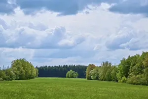 Forest landscape, deciduous trees