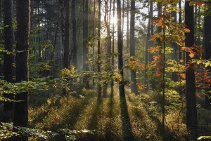 Forest landscape in Franconian Switzerland in Franconia in Bavaria in Germany
