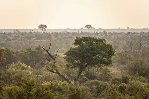 Forest, landscape with green trees at sunset
