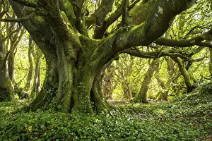 Category Forests Prints: Forest landscape. A mighty gnarled old tree in a forest in Cornwall