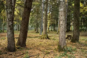 Forest landscape or park landscape in autumn