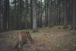 Forest landscape with sawn-off tree stump