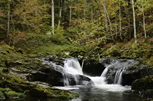 Category Forests Prints: Forest landscape with a small waterfall and autumn foliage