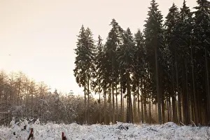 Forest landscape with snow at sunrise winter forest landscape with snow and sunrise