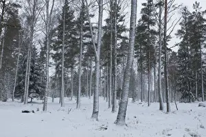Forest landscape with snow on tree trunks in cloudy winter weather and snow on the ground