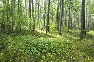 Forest landscape: sunlight penetrating through the trees