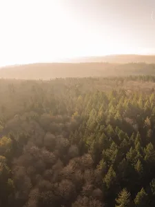 Forest landscape at sunset with warm light over the trees