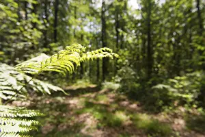 Forest landscape with sunshine and fern leaf