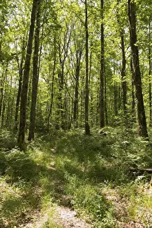 Forest landscape with sunshine and grass under the trees