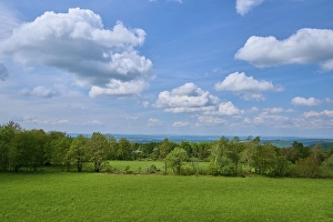 Forest landscape, trees, meadow