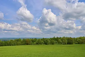 Forest landscape, trees, meadow