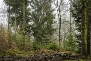Forest in light mist with pines