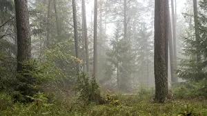 Forest in light mist with pines